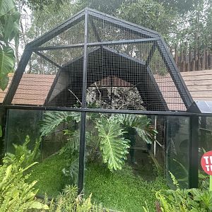 common hill myna exhibit