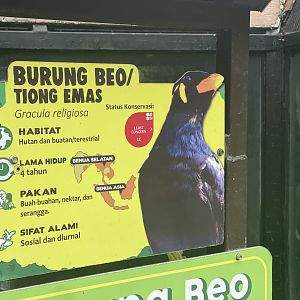 common hill myna signage