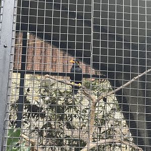 common hill myna (gracula religiosa)