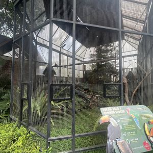toco toucan exhibit