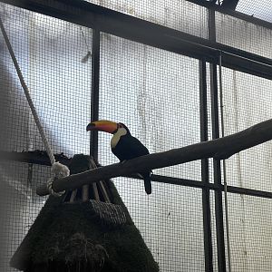 toco toucan (ramphastos toco) (1)