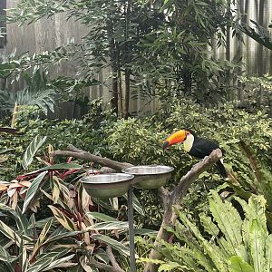 toco toucan (ramphastos toco) (2)