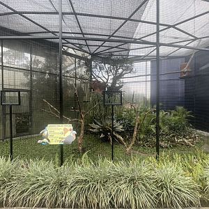 channel-billed toucan exhibit