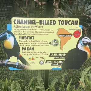 channel-billed toucan signage