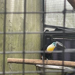 channel-billed toucan (ramphastos vitellinus) (1)