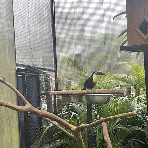 channel-billed toucan (ramphastos vitellinus) (2)