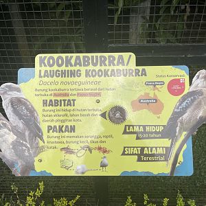 laughing kookaburra signage
