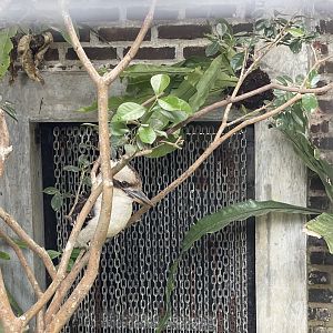 laughing kookaburra (dacelo novaeguineae) (1)