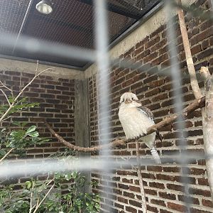laughing kookaburra (dacelo novaeguineae) (2)