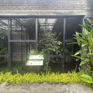 black-naped oriole & fire-tufted barbet exhibit