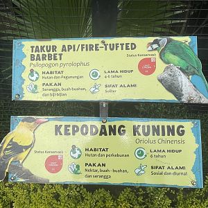 black-naped oriole & fire tufted barbet signage