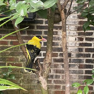 black-naped oriole (oriolus chinensis)