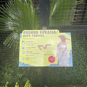 eurasian hoopoe signage