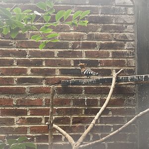 eurasian hoopoe (upupa epops) (1)