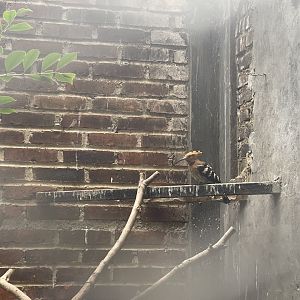 eurasian hoopoe (upupa epops) (2)