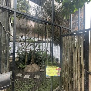 lesser bird-of-paradise exhibit