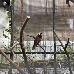 greater bird-of-paradise (paradisaea apoda)