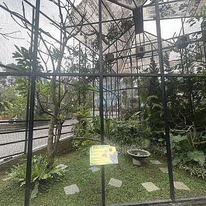 twelve-wired bird-of-paradise & magnificent riflebird exhibit