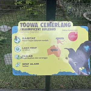 magnificent riflebird signage