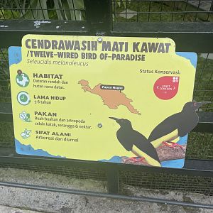 twelve-wired bird-of-paradise signage