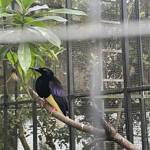 twelve-wired bird-of-paradise (seleucidis melanoleucu)