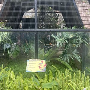 flame bowerbird exhibit