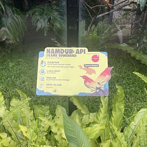 flame bowerbird signage