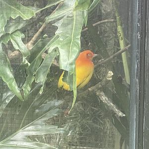 flame bowerbird (sericulus ardens)