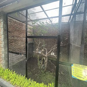 common nightingale exhibit