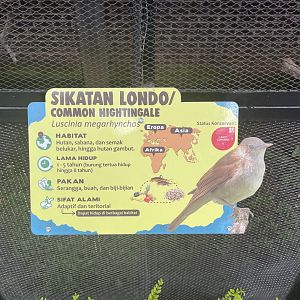 common nightingale signage