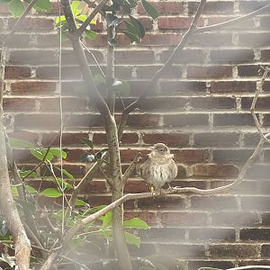 common nightingale (luscinia megarhynchos)