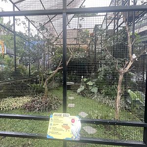 bali myna exhibit