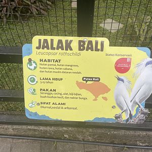 bali myna signage