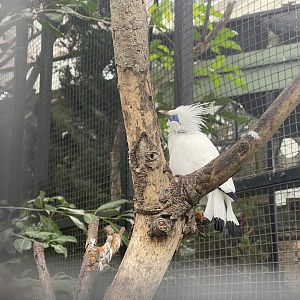 bali myna (leucopsar rothschildi) (1)