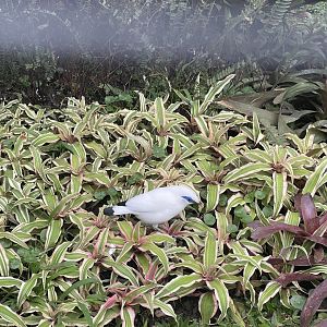 bali myna (leucopsar rothschildi) (2)