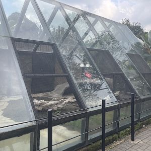 komodo dragon exhibit