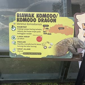 komodo dragon signage (1)