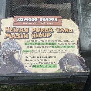 komodo dragon signage (2)