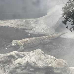 komodo dragon (varanus komodoensis)