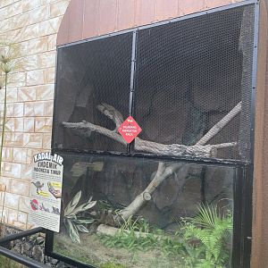 ambon sailfin dragon exhibit