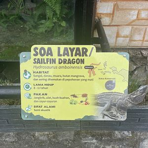 ambon sailfin dragon signage