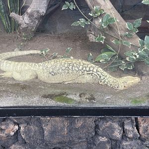quince monitor (varanus melinus)