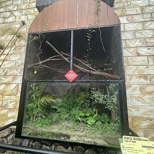 green tree phyton exhibit