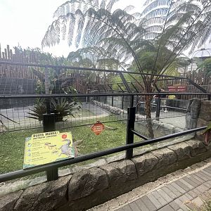 saltwater crocodile exhibit (1)