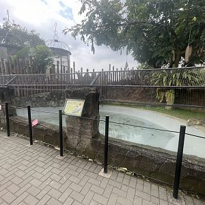 saltwater crocodile exhibit (2)