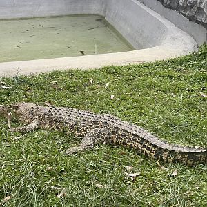 saltwater crocodile (crocodylus porosus) (1)