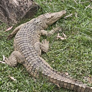 saltwater crocodile (crocodylus porosus) (2)