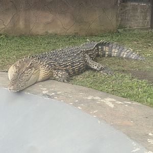 saltwater crocodile (crocodylus porosus) (3)