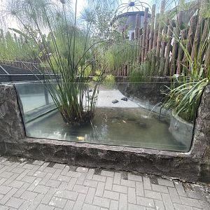 red-eared slider exhibit