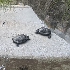 red-eared slider (trachemys scripta elegans)